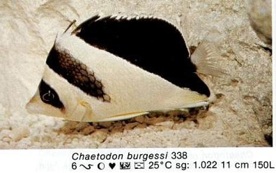 Chaetodon burgessi